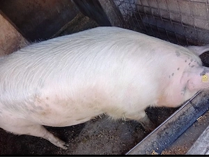 vand porci 