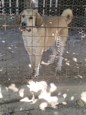 metis kangal, - asia centrala  - imagine 2