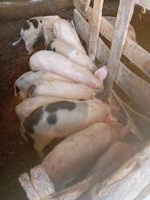 purcei de vânzare 