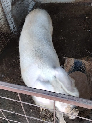 Porci de tara  - imagine 3
