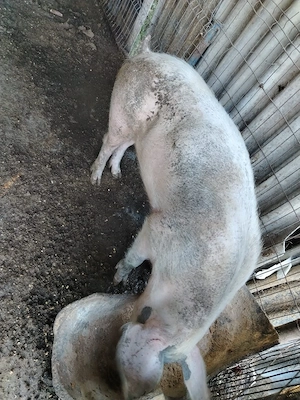 Porci de tara  - imagine 5