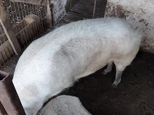 Porci de tara  - imagine 2