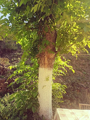 Vînd Nuc pentru lambriuri 
