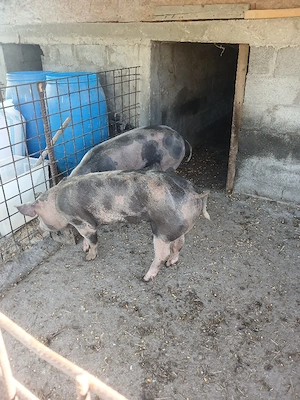 Porci  -de rasa pietran