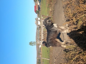 De vânzare câine de oii sau de curte.