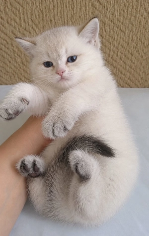 Ragdoll puiuți frumoși 