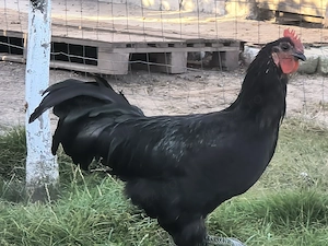 vand cocos australorp