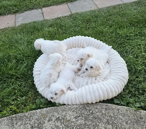 Vând bichon 8 săptămâni maltez  - imagine 2