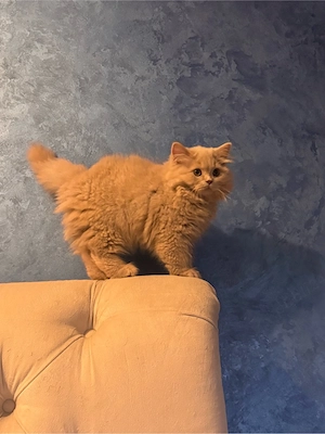 Baietel british shorthair lilac