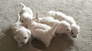 vand bichon maltez