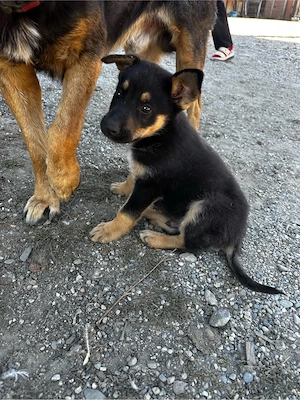 Cățel Ciobanesc German 