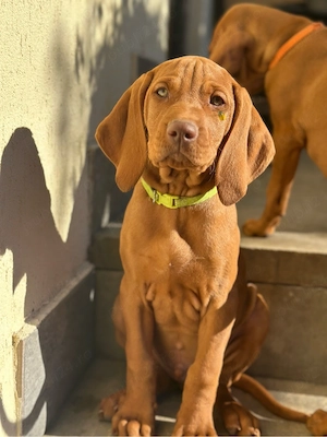 Catei Vizsla  - imagine 3