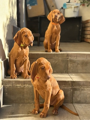 Catei Vizsla  - imagine 2