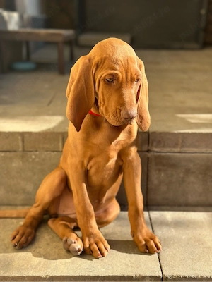 Catei Vizsla 