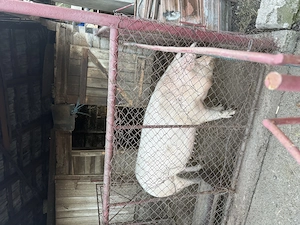 Porc pentru sacrificat  - imagine 2