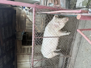 Porc pentru sacrificat 