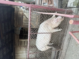 Porc pentru sacrificat  - imagine 3