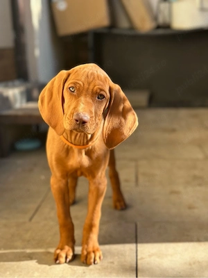 Catei Vizsla  - imagine 4