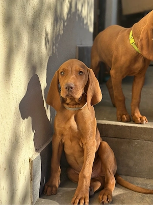 Catei Vizsla  - imagine 5