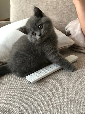 British Shorthair