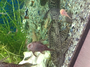 Plecostomus de vanzare - imagine 2