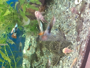 Plecostomus de vanzare - imagine 3
