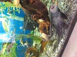 Plecostomus de vanzare - imagine 4