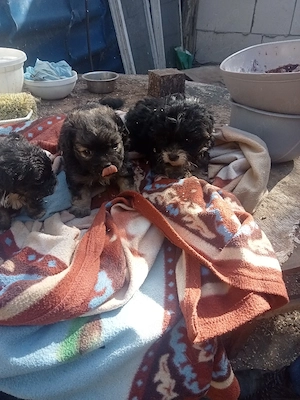 De vazare 3 catelusi pt mai multe detalii contactați ma.