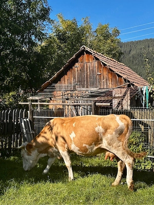 Vindem vaca gestanta cu lapte, 6 ani, 7500 lei negociabil - imagine 3