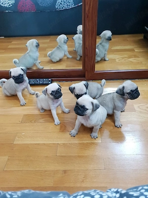 Mops Pug transport in toata Ro - imagine 4