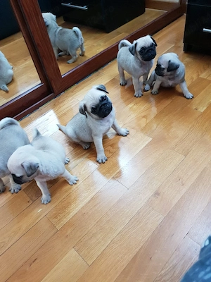 Mops Pug transport in toata Ro
