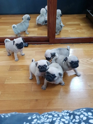 Mops Pug transport in toata Ro - imagine 3