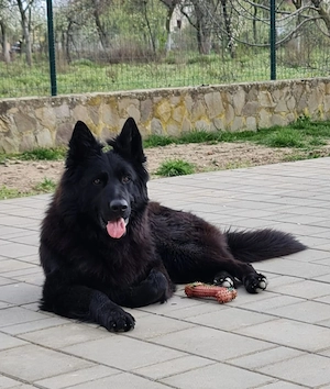 Ciobănesc German Alsacian Negru Cu Păr Lung Linie De Lucru - imagine 4