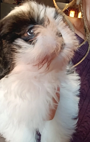 Băiețel shih tzu alb, negru  - imagine 2