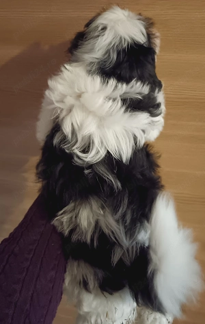 Băiețel shih tzu alb, negru  - imagine 3