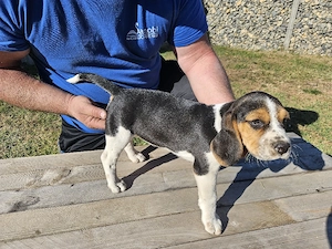 Catelusi beagle - imagine 4