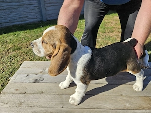 Catelusi beagle - imagine 2