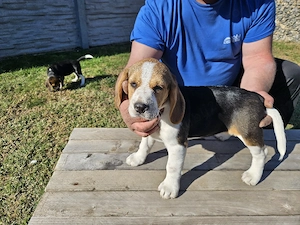 Catelusi beagle