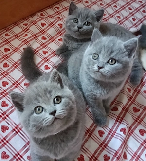 British shorthair 