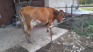 Vaca baltata românească  - imagine 3