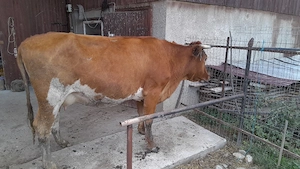 Vaca baltata românească 