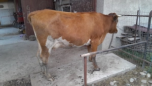 Vaca baltata românească  - imagine 2