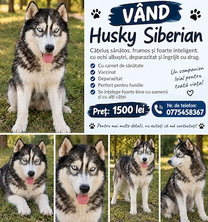 Hasky siberian un cățel frumos și inteligent