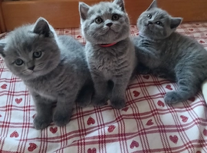  British shorthair 