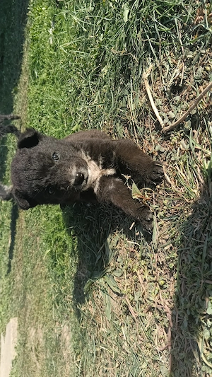 Pui Malinois X Lagotto&Spaniol de apă  - imagine 4