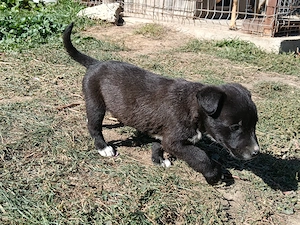 Pui Malinois X Lagotto&Spaniol de apă  - imagine 3