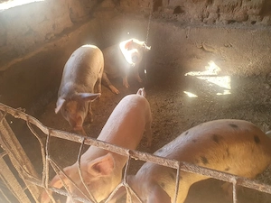 vand porci