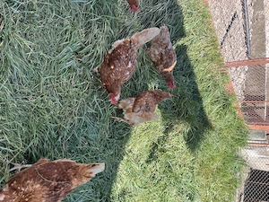  Vând 5 puicuțe ouătoare, de anul trecut! - imagine 5