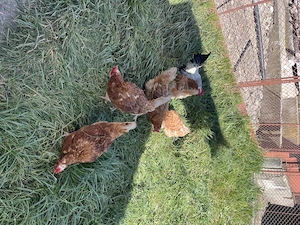  Vând 5 puicuțe ouătoare, de anul trecut!