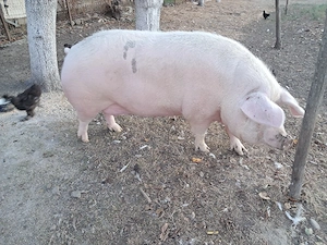 Sroafă marele alb  ,peste 350 kg  - imagine 3